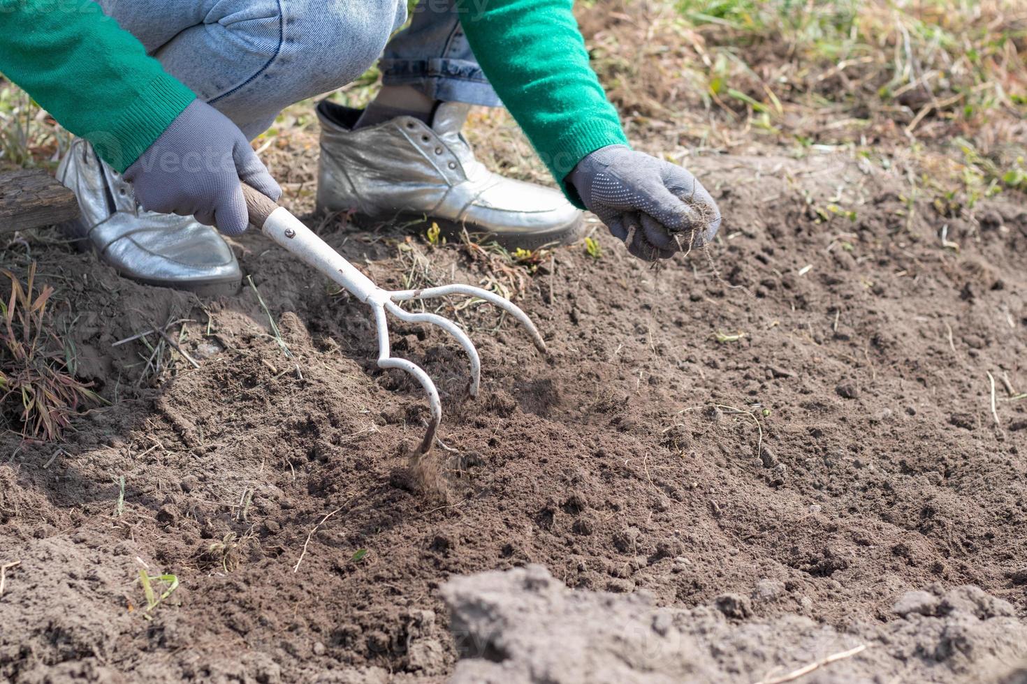 A woman cleans the weeds in the garden. Spring cleaning on the farm. Selective focus. Weeding grass. View of a woman's hand hoeing weeds in the garden on a hot summer day, soil preparation. photo