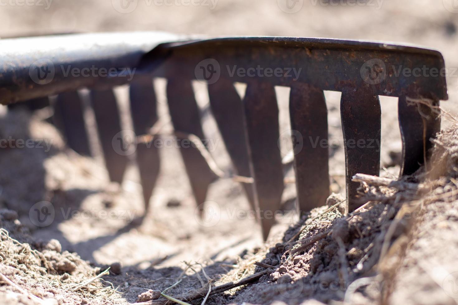 Close up photo of a garden rake on a bed. Old black metal rake on dry soil, in the garden. Spring cleaning. Selective focus. Yard area cleaning.
