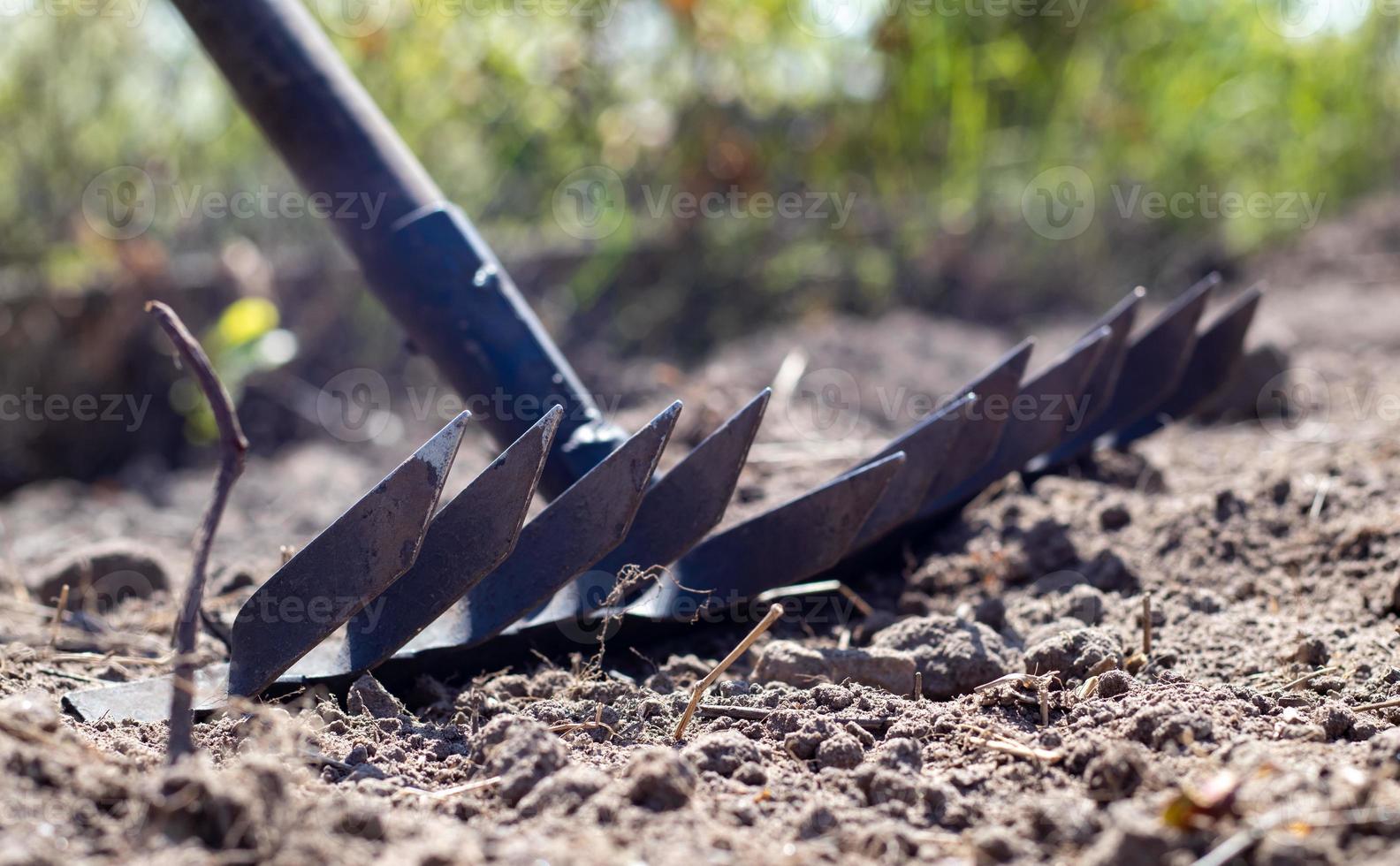 Photo of a garden rake on a bed. Old metal rake in the garden. Spring cleaning. Formation of the soil for planting with a rake in the spring, work with a garden tool. Soil preparation for sowing.