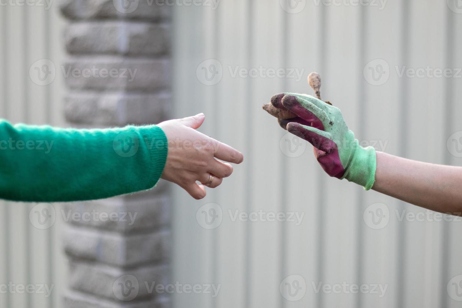 Two female gardeners plant a dahlia rhizome in the ground in a garden. Planting a tuber of dahlia flowers in a spring flower garden. Cultivation of dahlias, gardening. photo