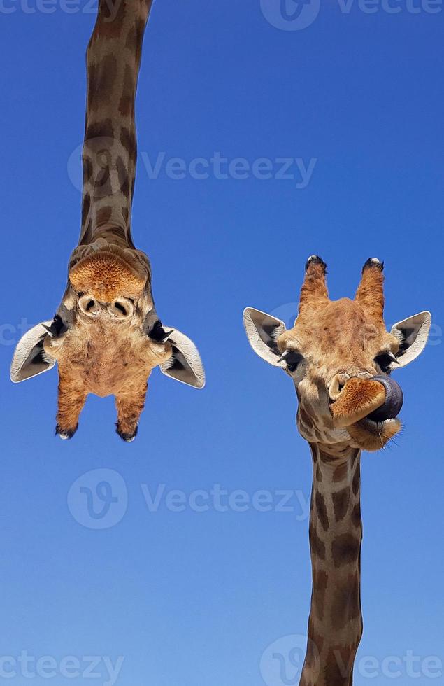 Two giraffes with blue sky as background color. Giraffe, head and face against a blue sky without clouds with copy space. Giraffa camelopardalis. Funny giraffe portrait. Vertical photography. photo