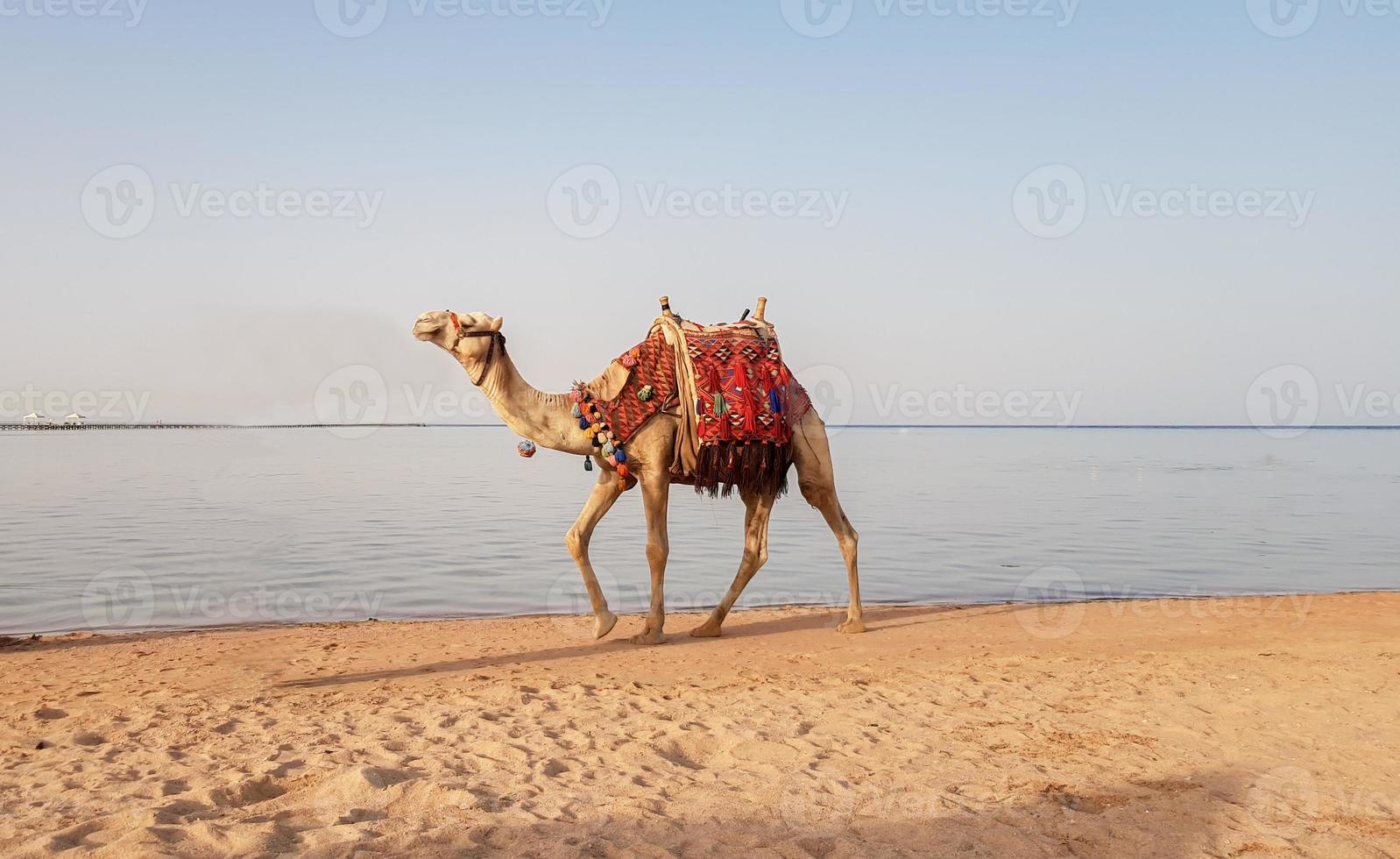 A camel walks along the Red Sea beach in Egypt. Camel on the seashore. Amazing view. photo