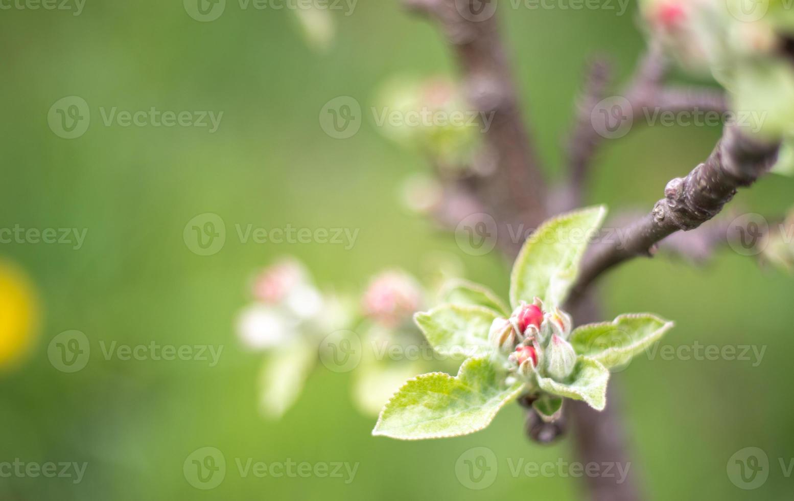 Pink flowers of a blossoming apple tree on a sunny day close-up in nature outdoors. Apple tree blossoms in spring. Selective focus. Beautiful apple orchard plantation. photo