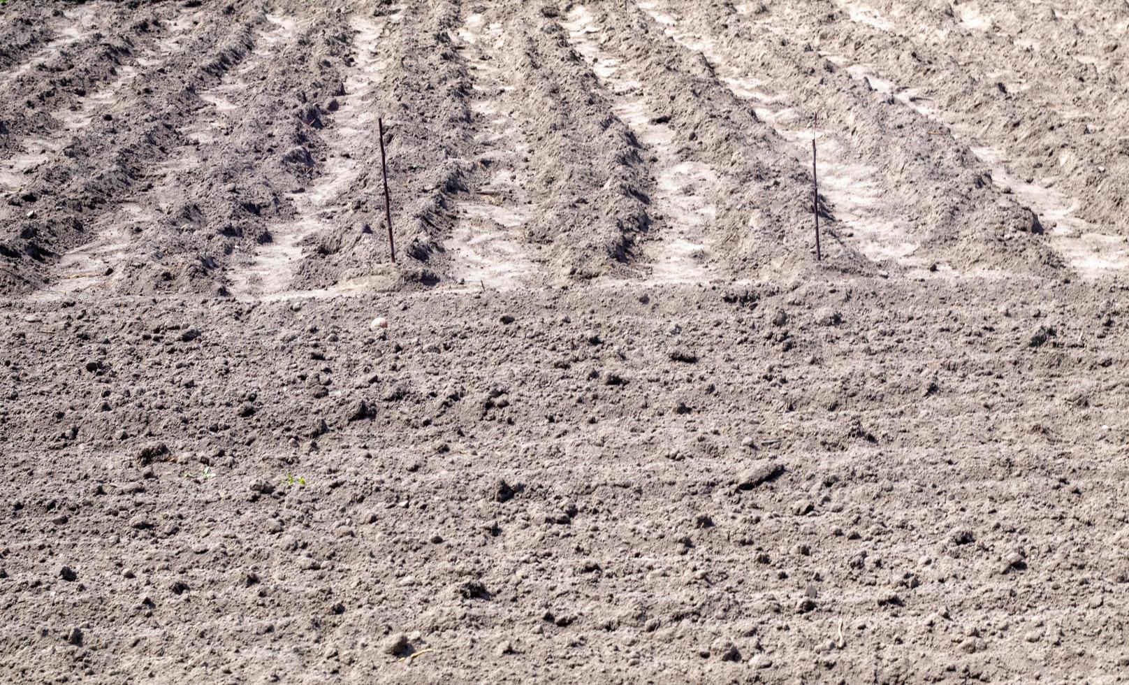 Long flat top rows, furrows, mounds for newly planted potatoes in a rural vegetable garden. A field with several rows of planted potatoes in early spring after sowing. Freshly plowed field. photo