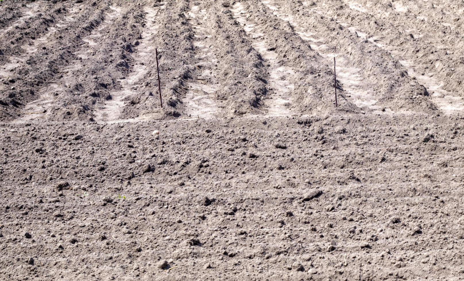 Long flat top rows, furrows, mounds for newly planted potatoes in a rural vegetable garden. A field with several rows of planted potatoes in early spring after sowing. Freshly plowed field. photo