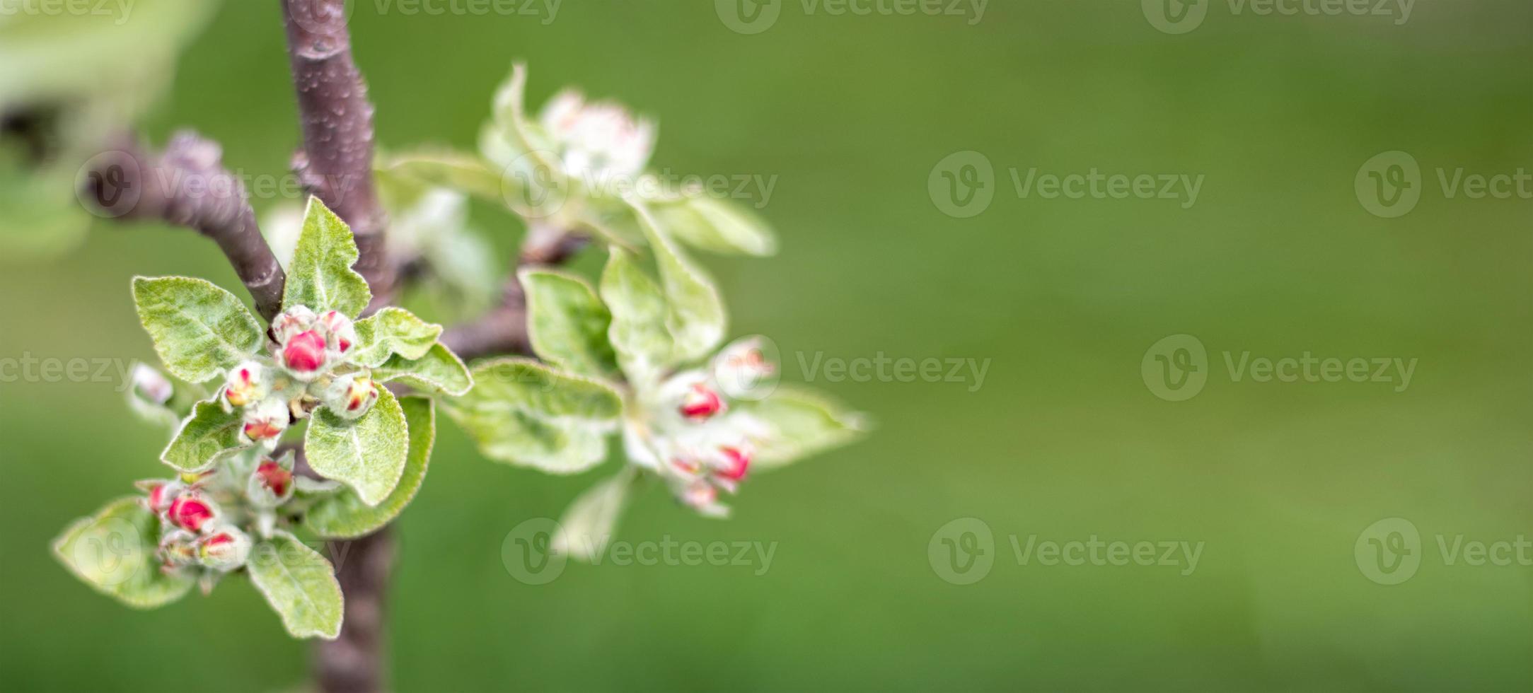 Pink flowers of a blossoming apple tree on a sunny day close-up in nature outdoors. Apple tree blossoms in spring. Selective focus. Beautiful apple orchard plantation. Banner with copy space. photo