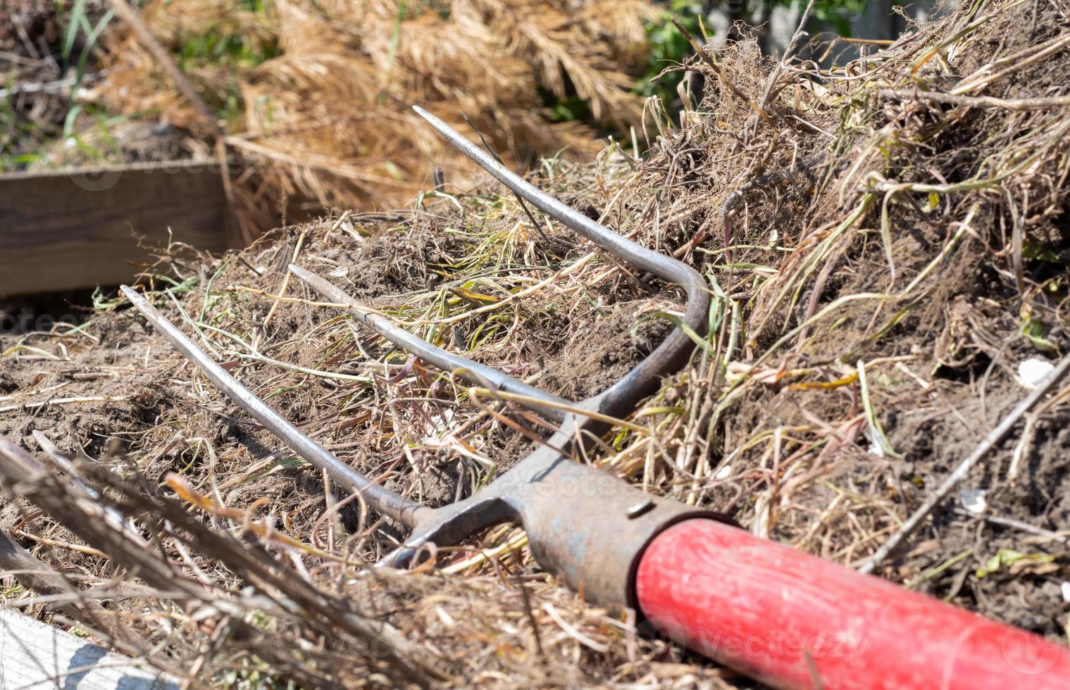 Fork with red handle for composting, recycling lawn and garden waste. Forks stuck in compost. Making and mixing compost in the backyard. Organic fertilizer for garden plants. photo
