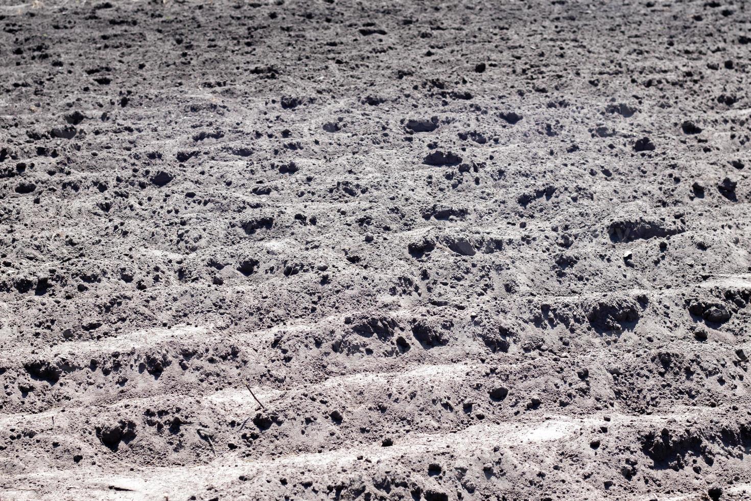 Long flat top rows, furrows, mounds for newly planted potatoes in a rural vegetable garden. A field with several rows of planted potatoes in early spring after sowing. Freshly plowed field. photo