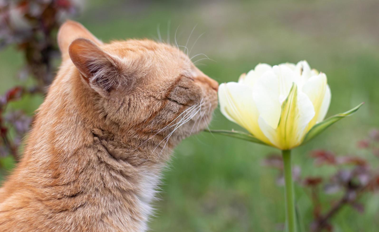 gato rojo huele a tulipán. primer plano retrato de un lindo gato naranja hermoso que huele flores en el jardín. hermoso fondo natural. mascota esponjosa con flores silvestres. acogedora mañana en casa. foto