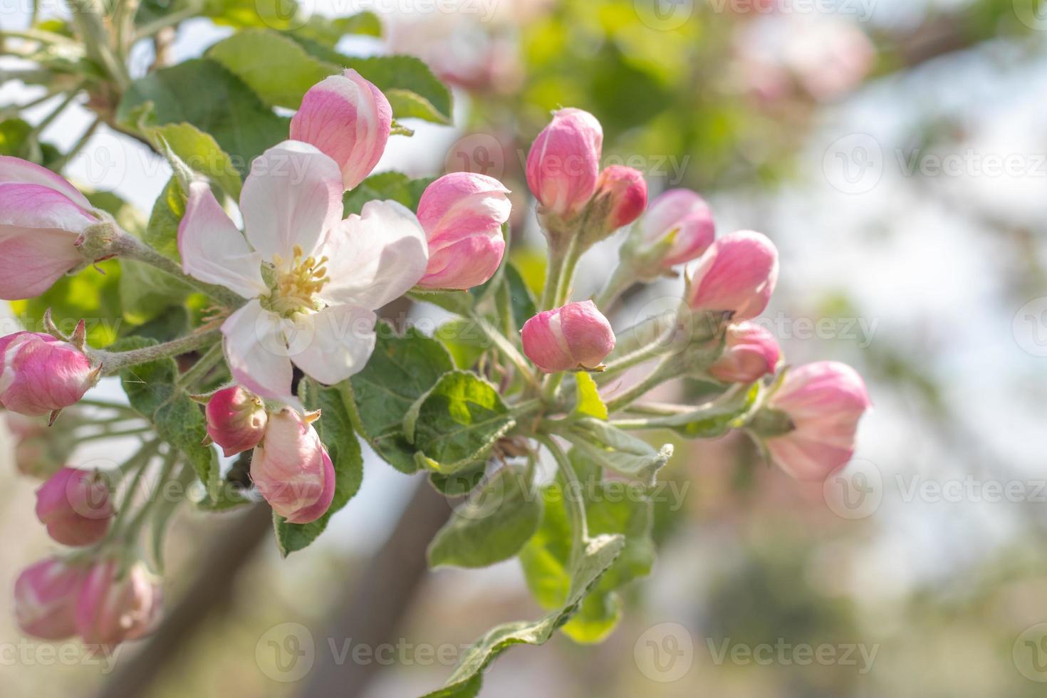 Pink flowers of a blossoming apple tree on a sunny day close-up in nature outdoors. Apple tree blossoms in spring. Selective focus. Beautiful apple orchard plantation. photo