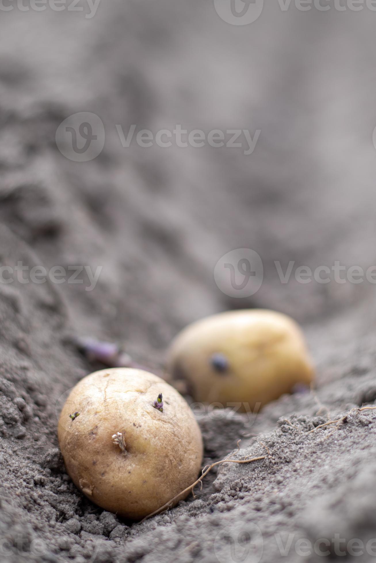 Sprouted potato tuber in the ground when planting. Selective focus. Early spring preparation for