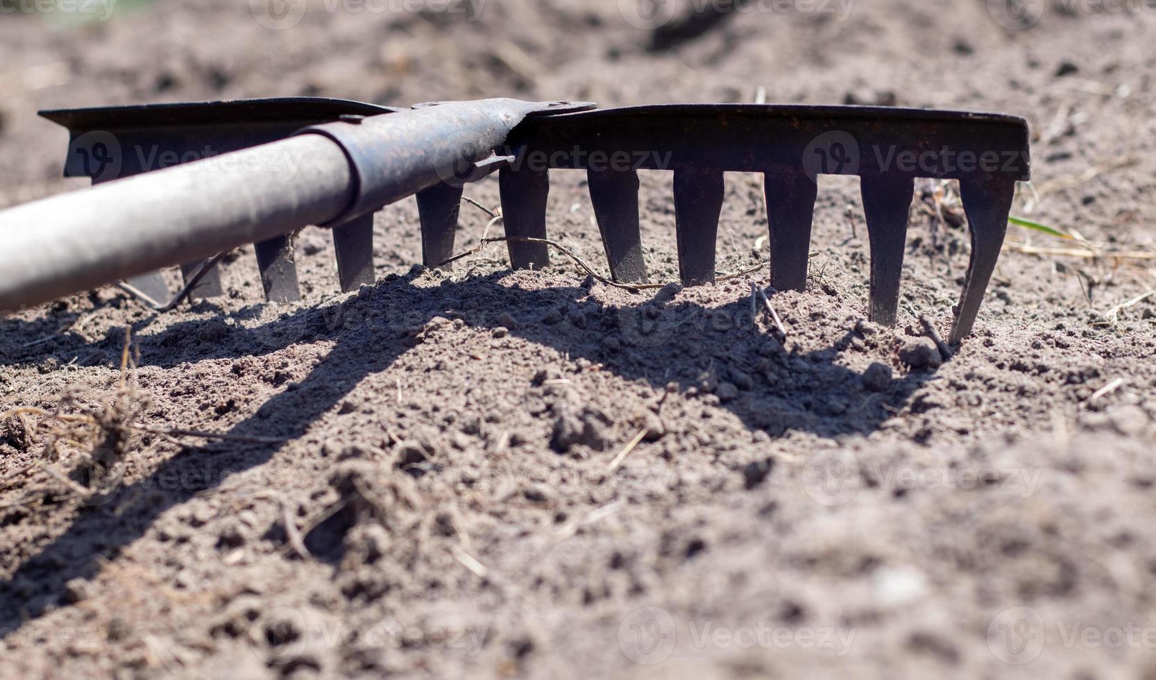 Close up photo of a garden rake on a bed. Old black metal rake on dry soil, in the garden. Spring cleaning. Selective focus. Yard area cleaning.