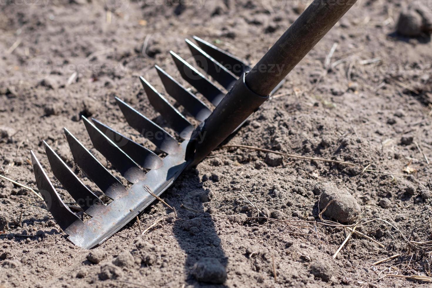 foto de un rastrillo de jardín en una cama. rastrillo de metal antiguo en el jardín. limpieza de primavera. formación del suelo para plantar con un rastrillo en primavera, trabajar con una herramienta de jardín. preparación del suelo para la siembra.