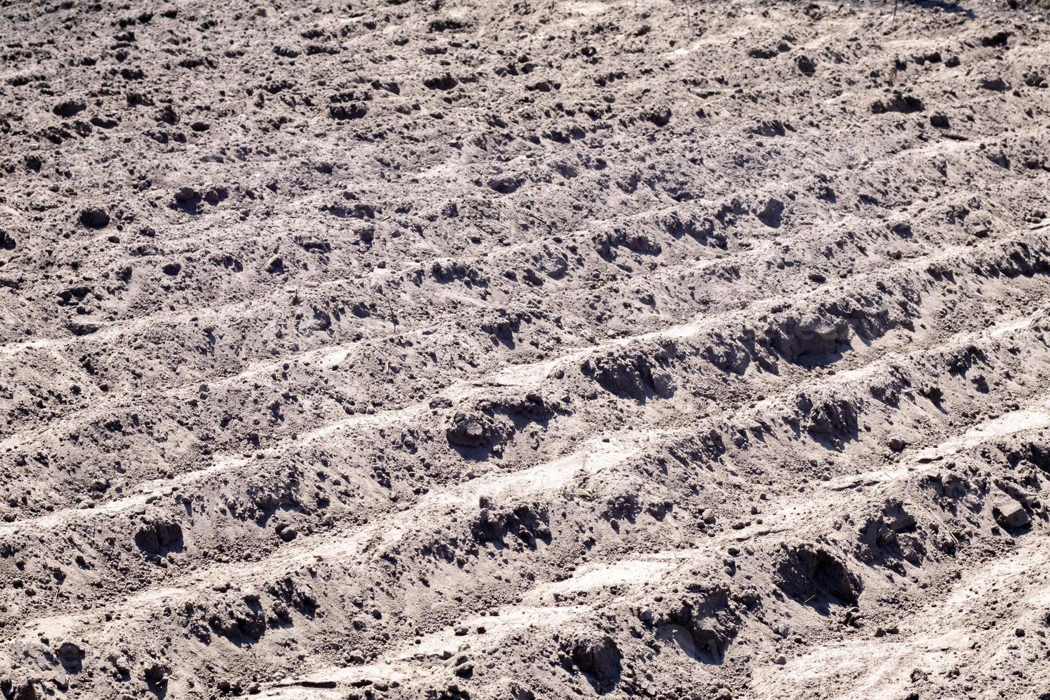 Long flat top rows, furrows, mounds for newly planted potatoes in a rural vegetable garden. A field with several rows of planted potatoes in early spring after sowing. Freshly plowed field. photo