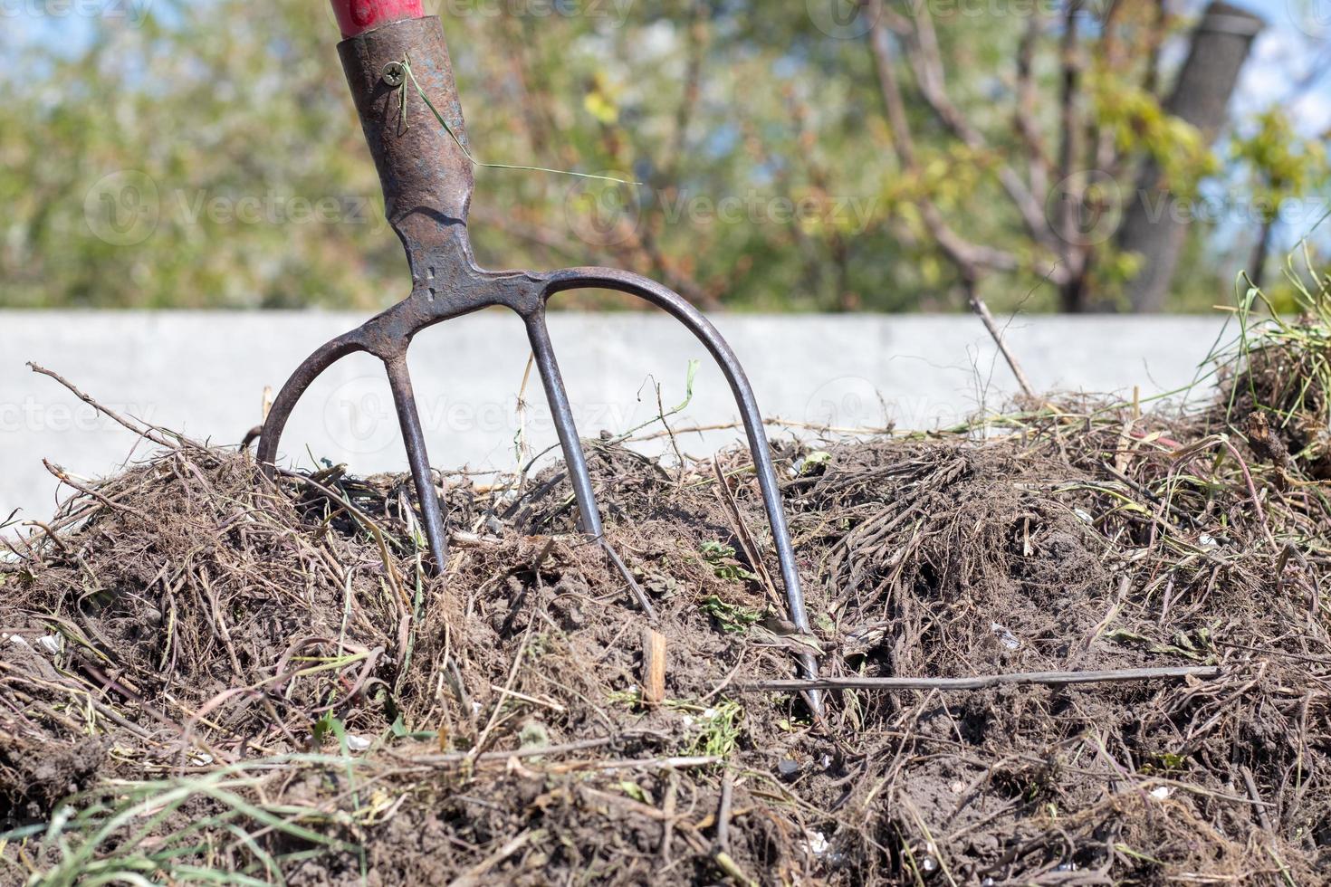 Fork with red handle for composting, recycling lawn and garden waste. Forks stuck in compost. Making and mixing compost in the backyard. Organic fertilizer for garden plants. photo