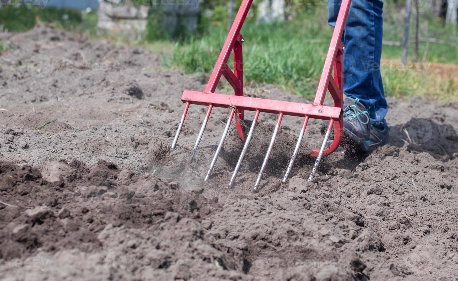 A farmer in jeans digs the ground with a red fork-shaped shovel. A miracle shovel, a handy tool. Manual cultivator. The cultivator is an efficient hand tool for tillage. Loosening the bed. photo