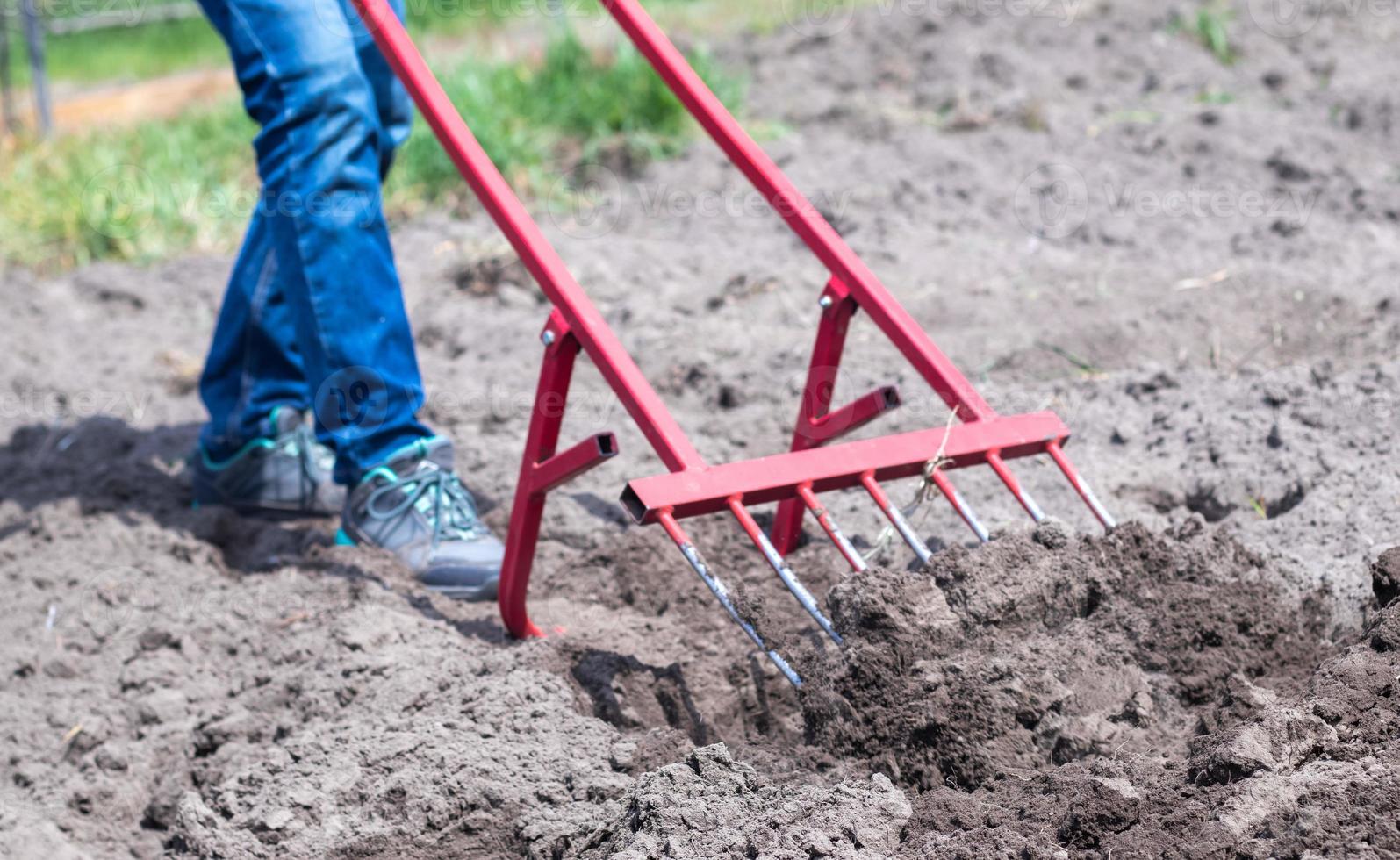 A farmer in jeans digs the ground with a red fork-shaped shovel. A miracle shovel, a handy tool. Manual cultivator. The cultivator is an efficient hand tool for tillage. Loosening the bed. photo