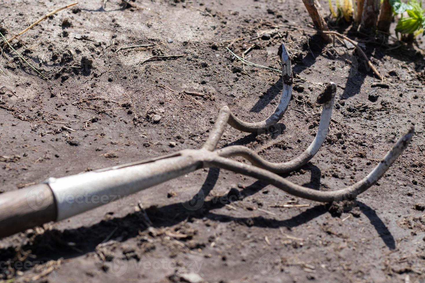 A small dusty rake used in home gardens. Garden tools for gardening and care of plants at home and in the garden. Spring or summer garden work. Dig up a piece of land among the weeds. photo