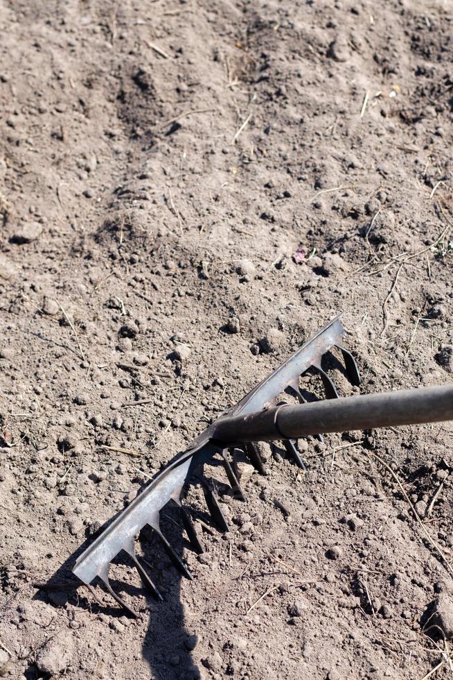 Photo of a garden rake on a bed. Old metal rake in the garden. Spring cleaning. Formation of the soil for planting with a rake in the spring, work with a garden tool. Soil preparation for sowing.