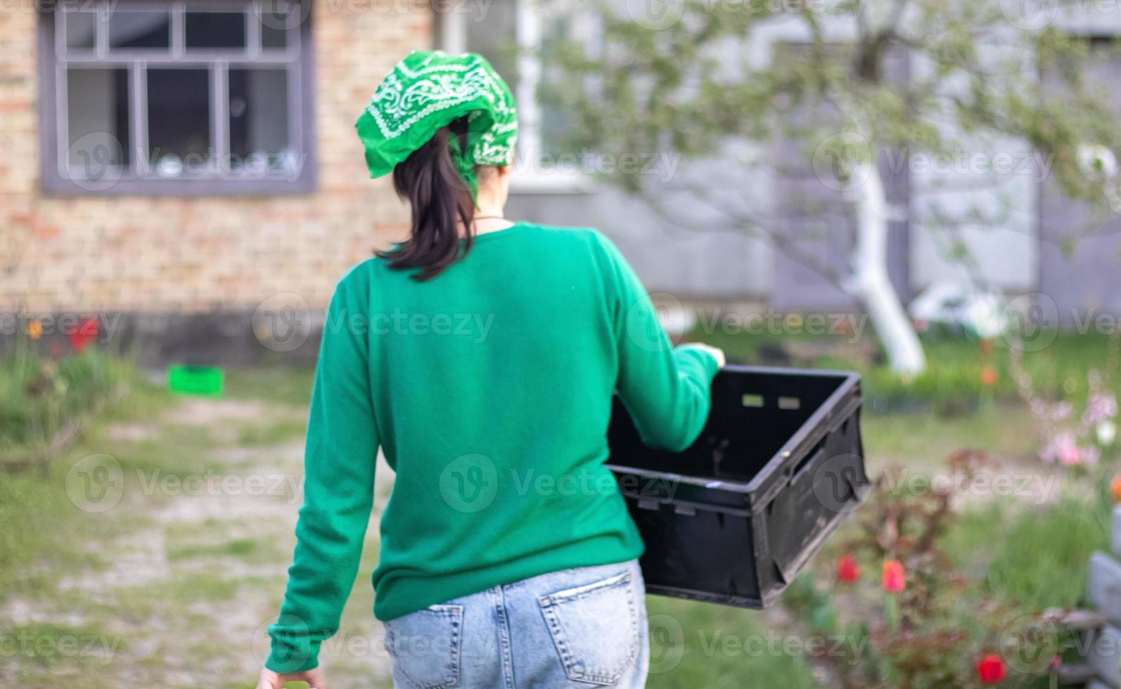 A female farmer working outdoors in the backyard of a house on a sunny spring day stacks empty plastic boxes near greenhouses. Caucasian woman gardener working in home garden. photo