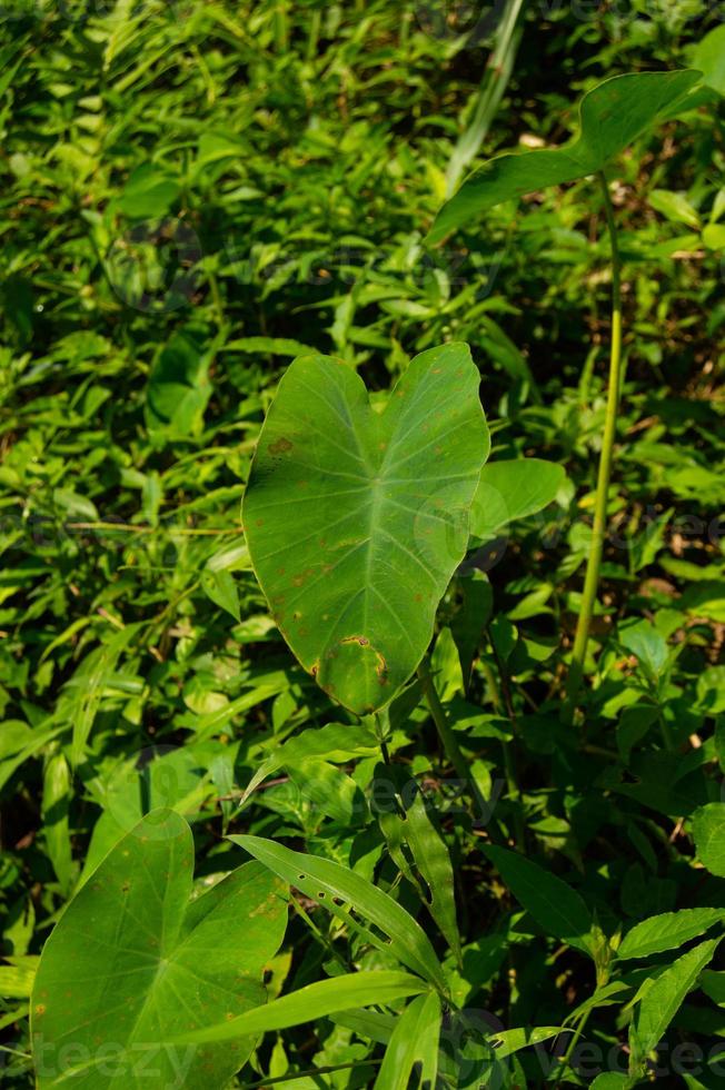 Xanthosoma is a genus of flowering plants in the arum family, Araceae photo