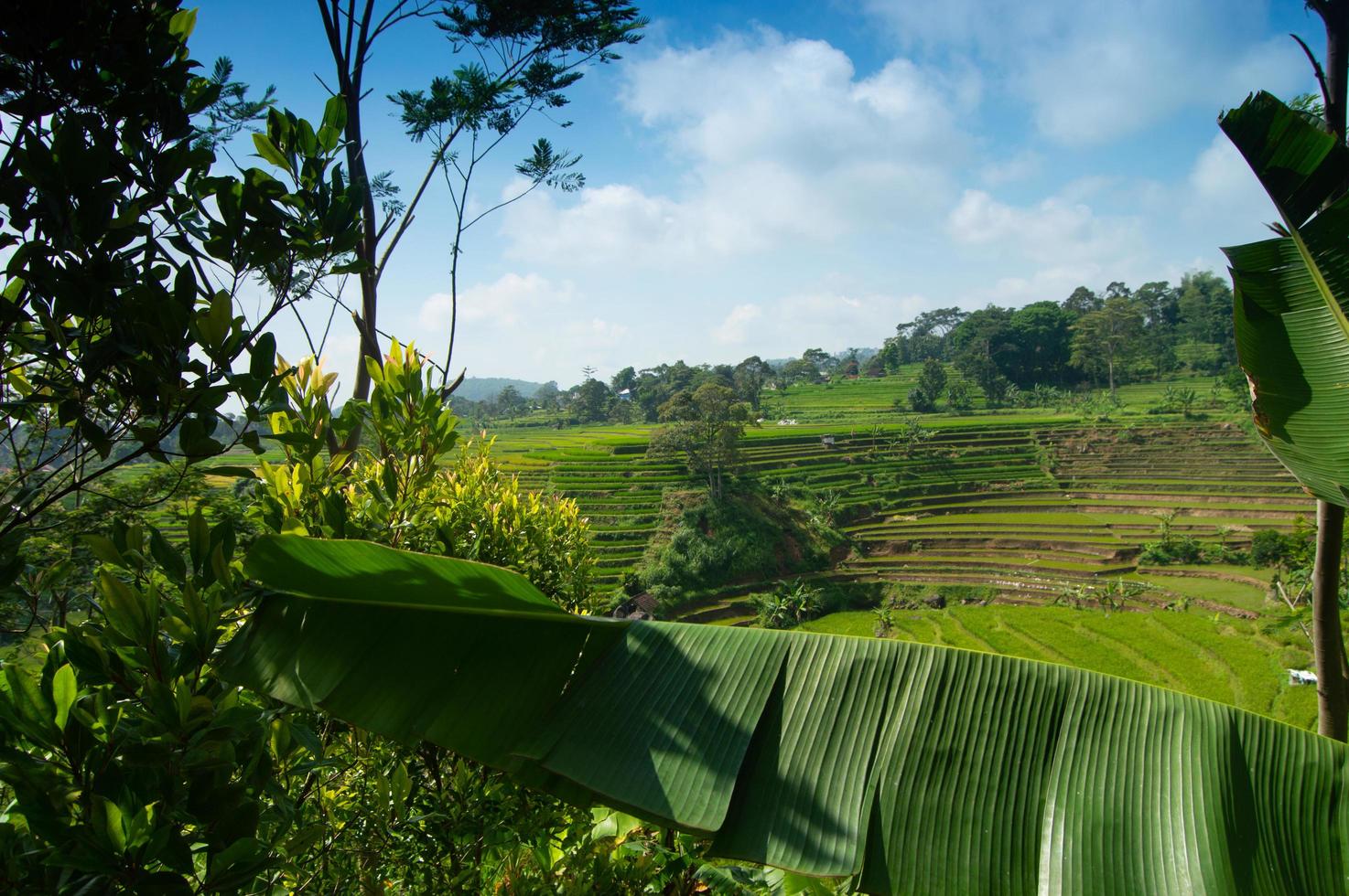 vista panorámica de los campos de arroz en las montañas selotapak trawas, mojokerto, indonesia. foto