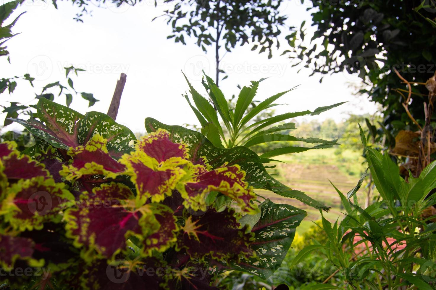red leaf plant in botanical garden photo