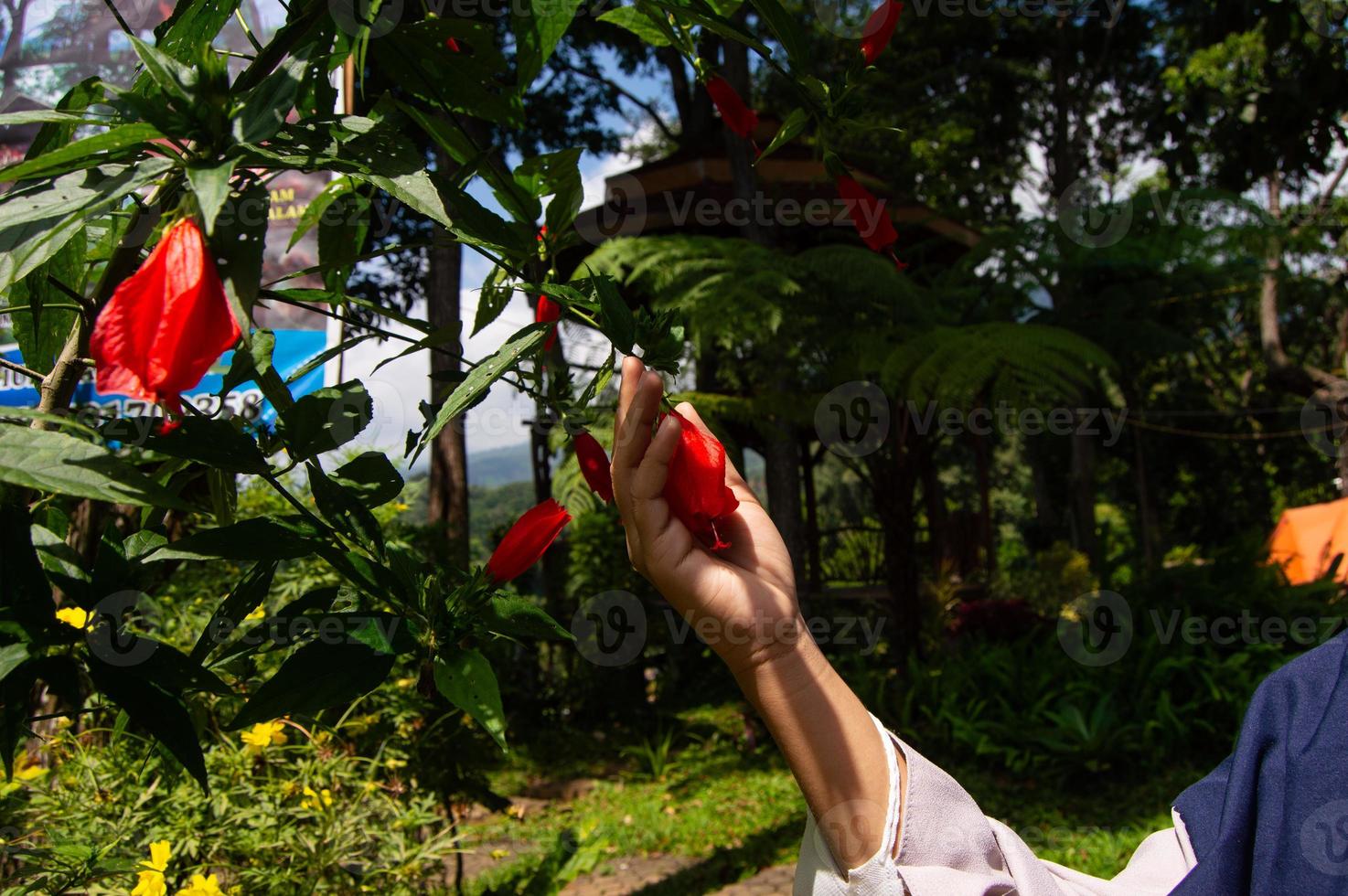 a person's hand holding a red flower photo