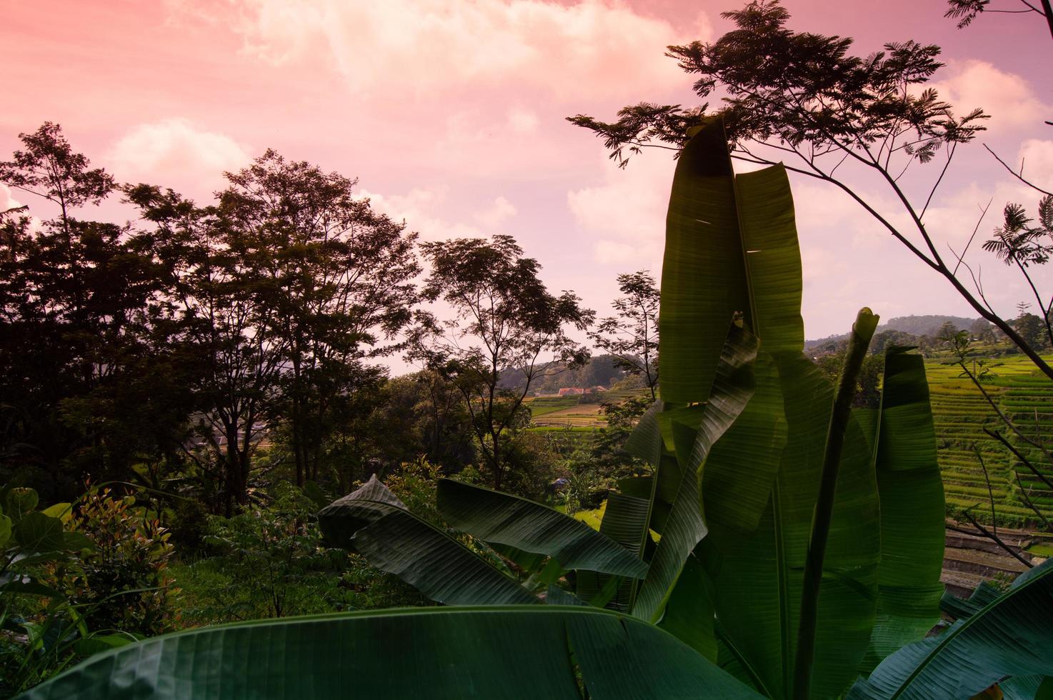 landscape view of rice fields in the Selotapak Trawas Mountains, Mojokerto, Indonesia. photo