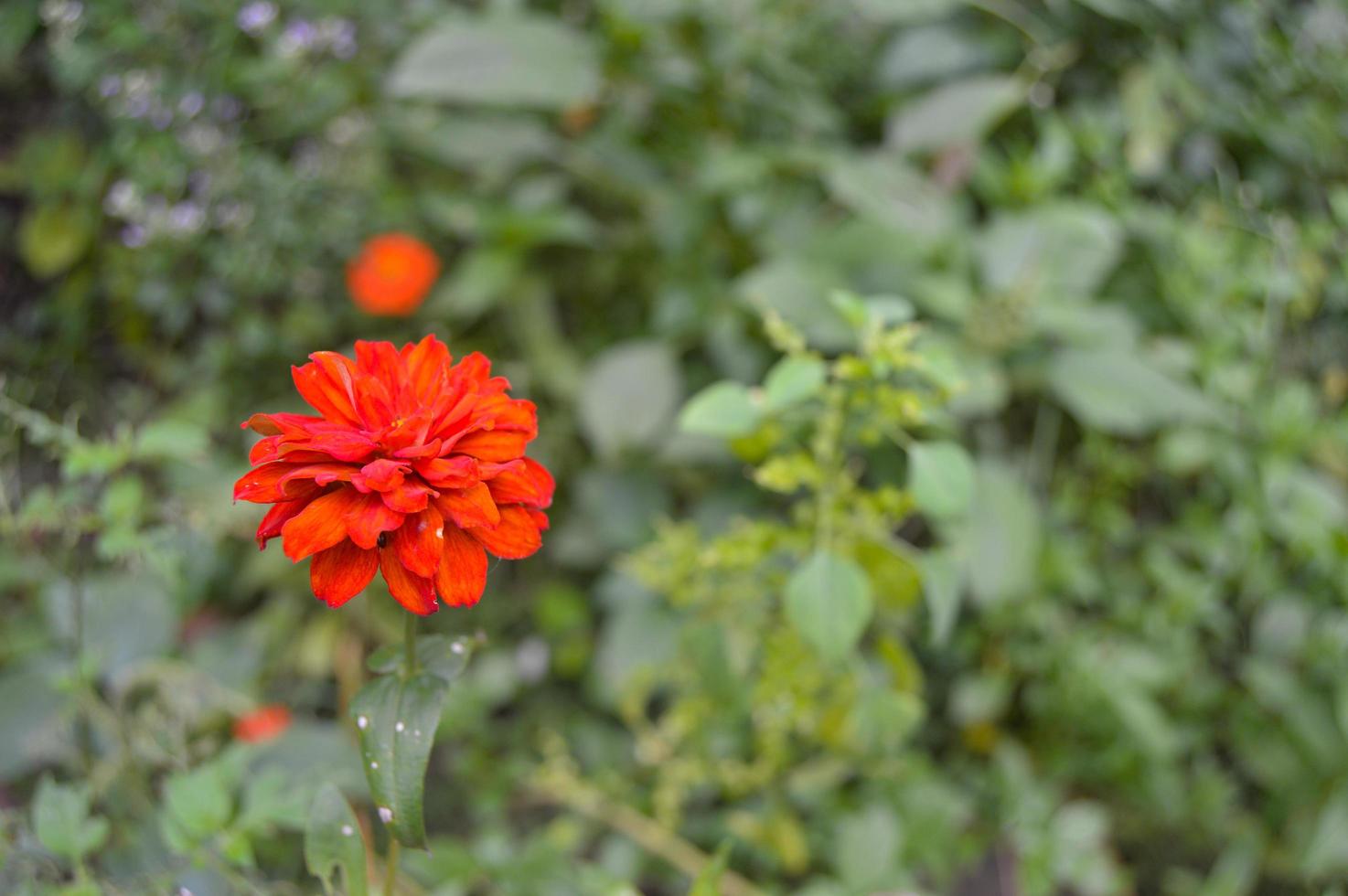 flowers that bloom with beautiful colors in the garden photo