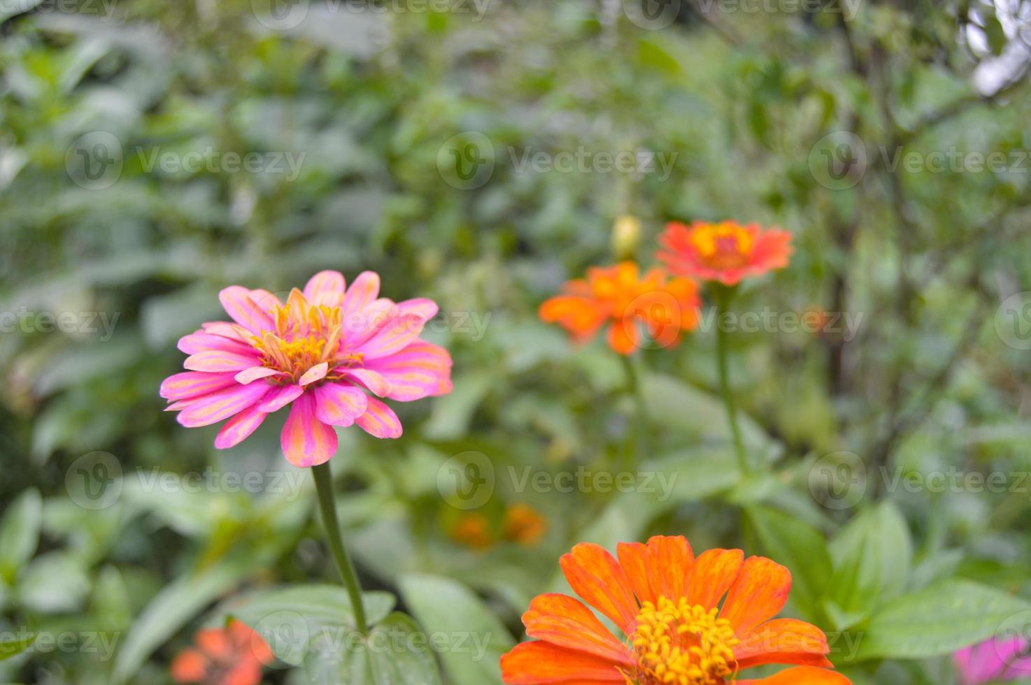 flowers that bloom with beautiful colors in the garden photo