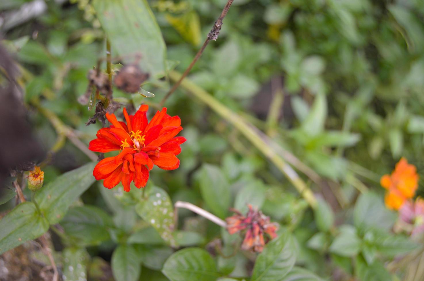 flowers that bloom with beautiful colors in the garden photo