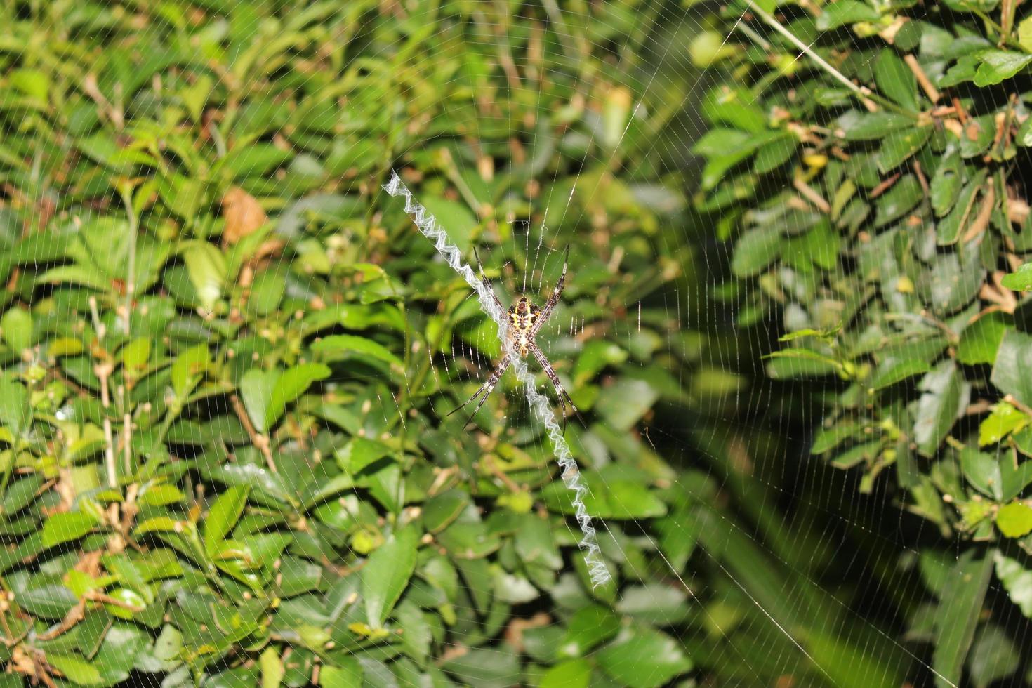 Closeup shot of a plant with green leaves photo