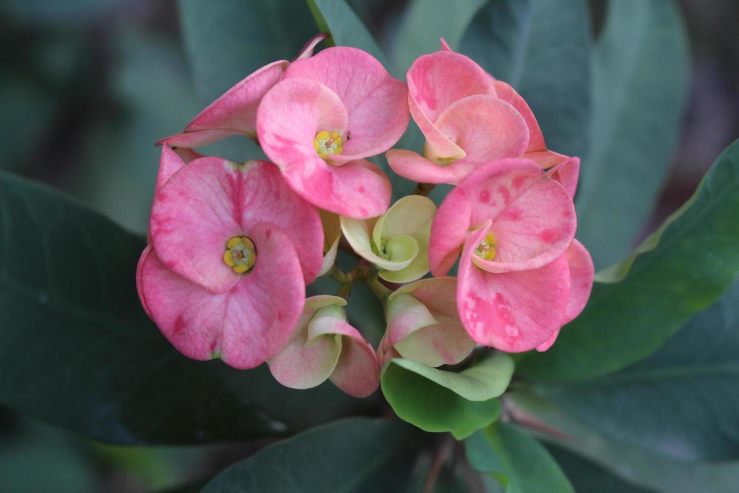 Closeup shot of a crown of thorns under the sunlight photo