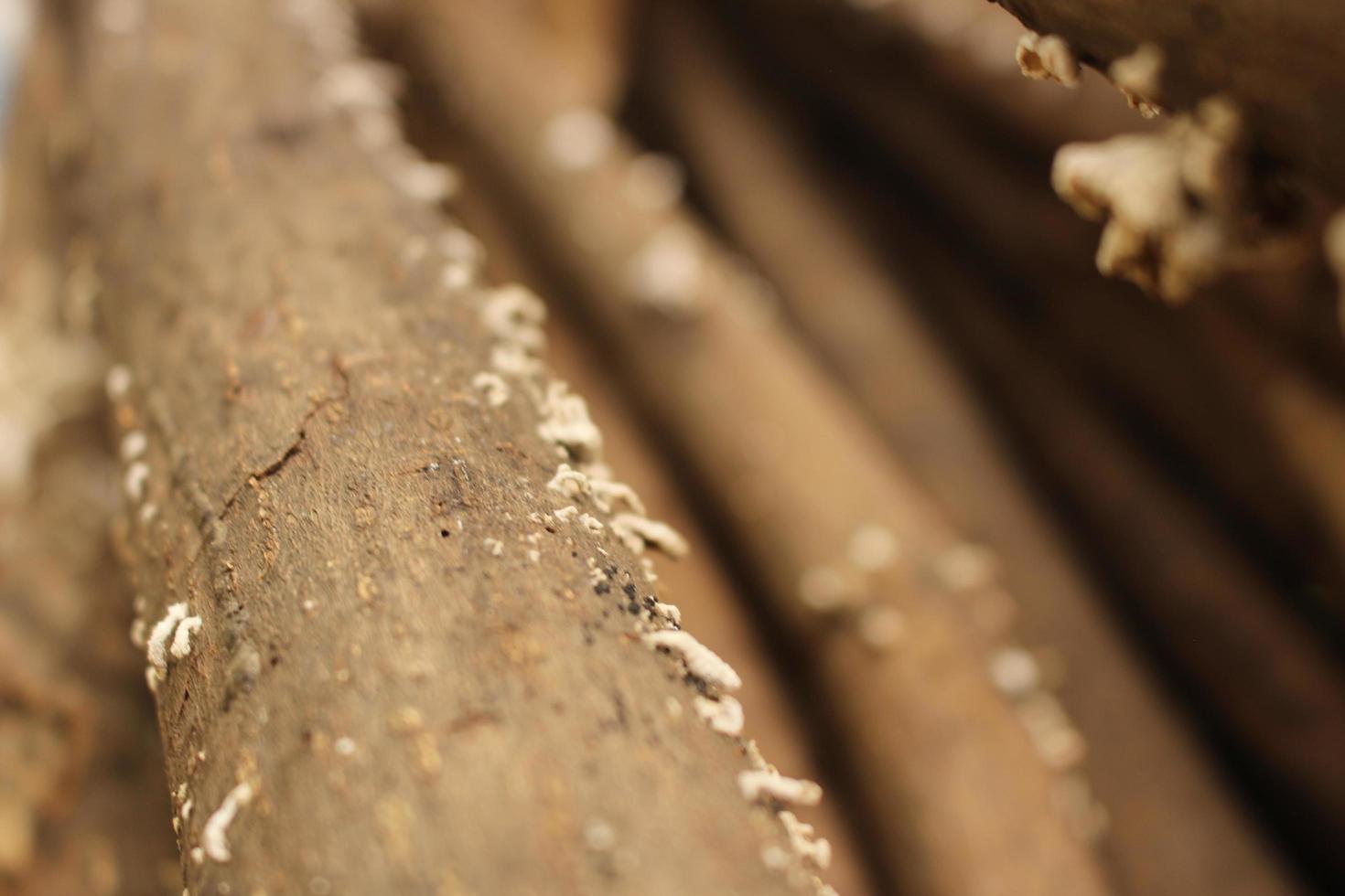 Closeup shot of white funguses growing on a wooden surface photo
