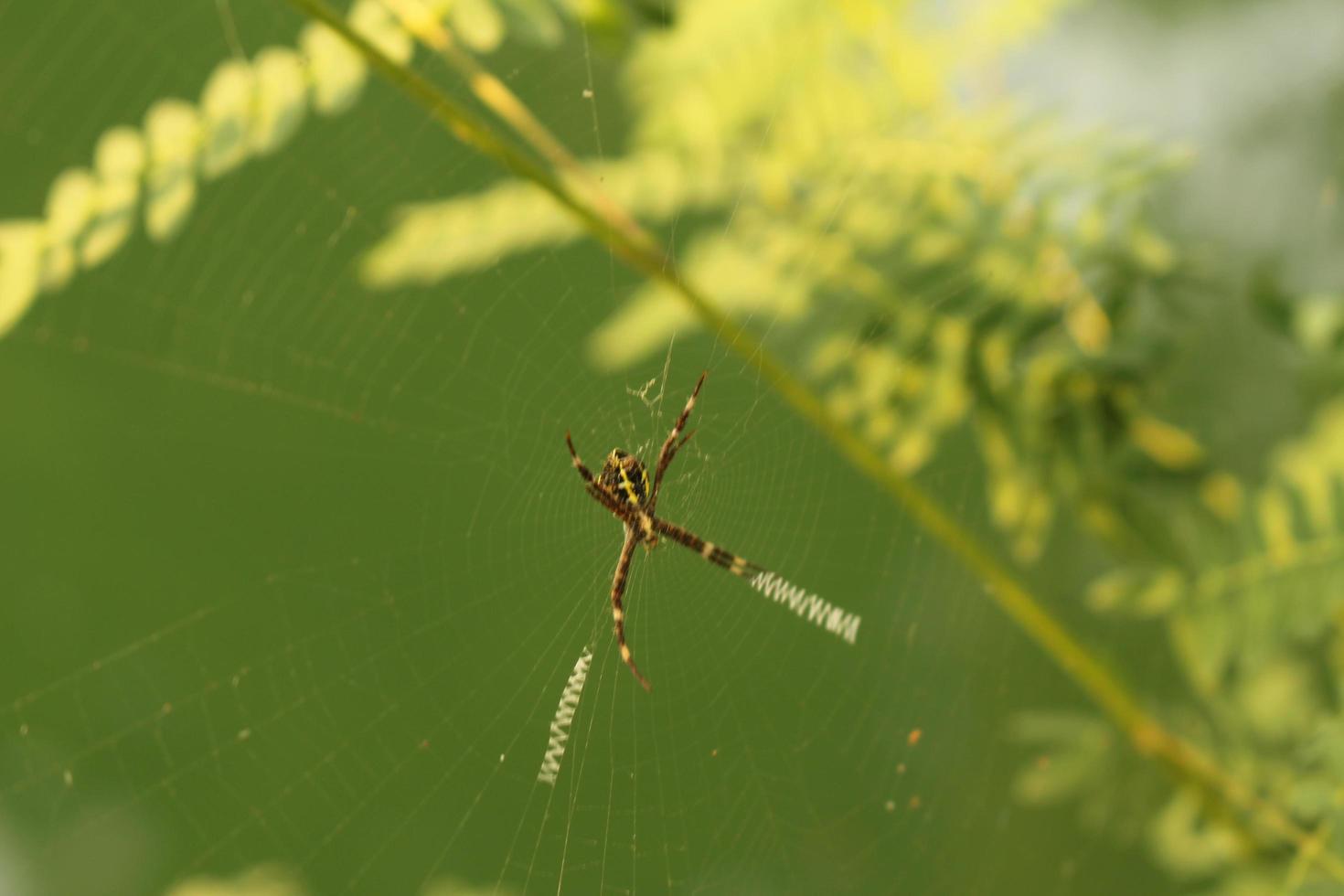 Closeup shot of a spider web and a spider on it photo