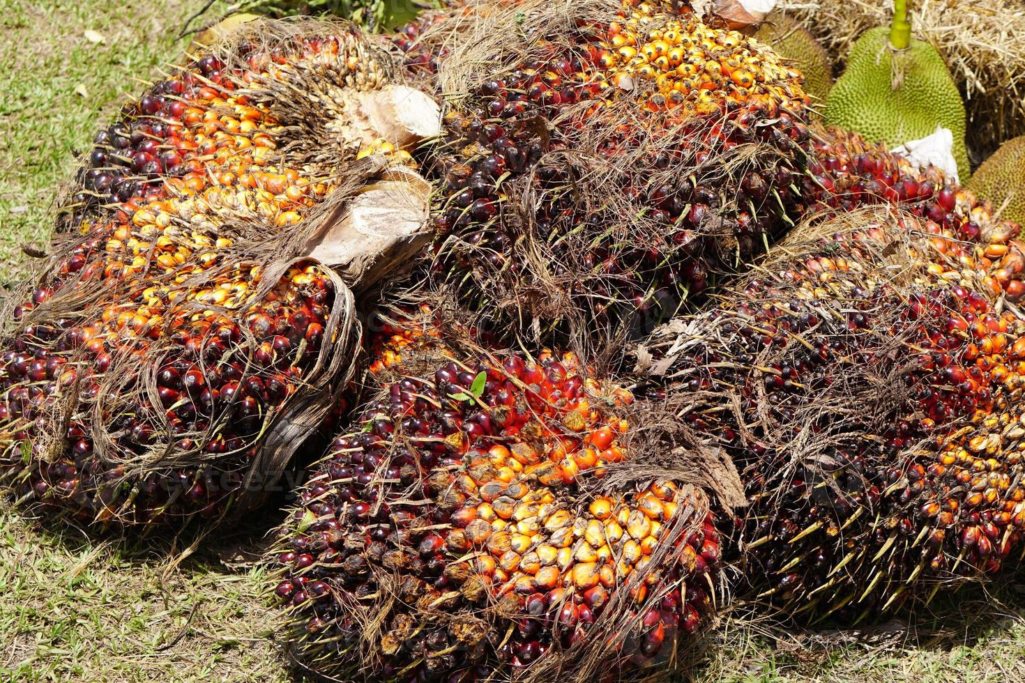 palm fruit background in the market photo