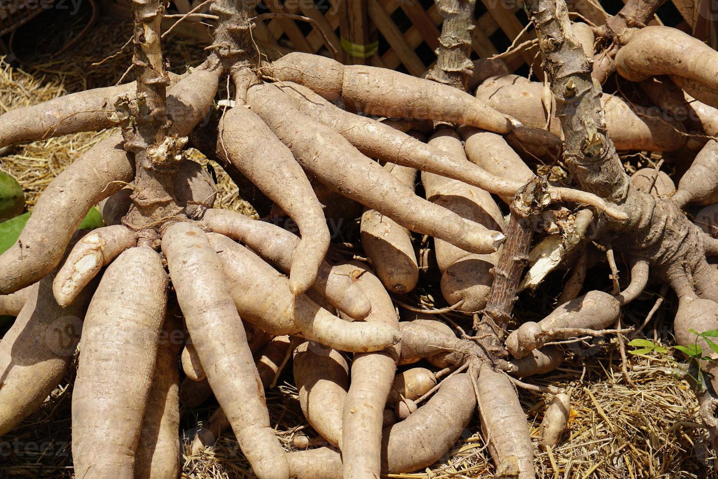 mandioca de fondo en el mercado foto