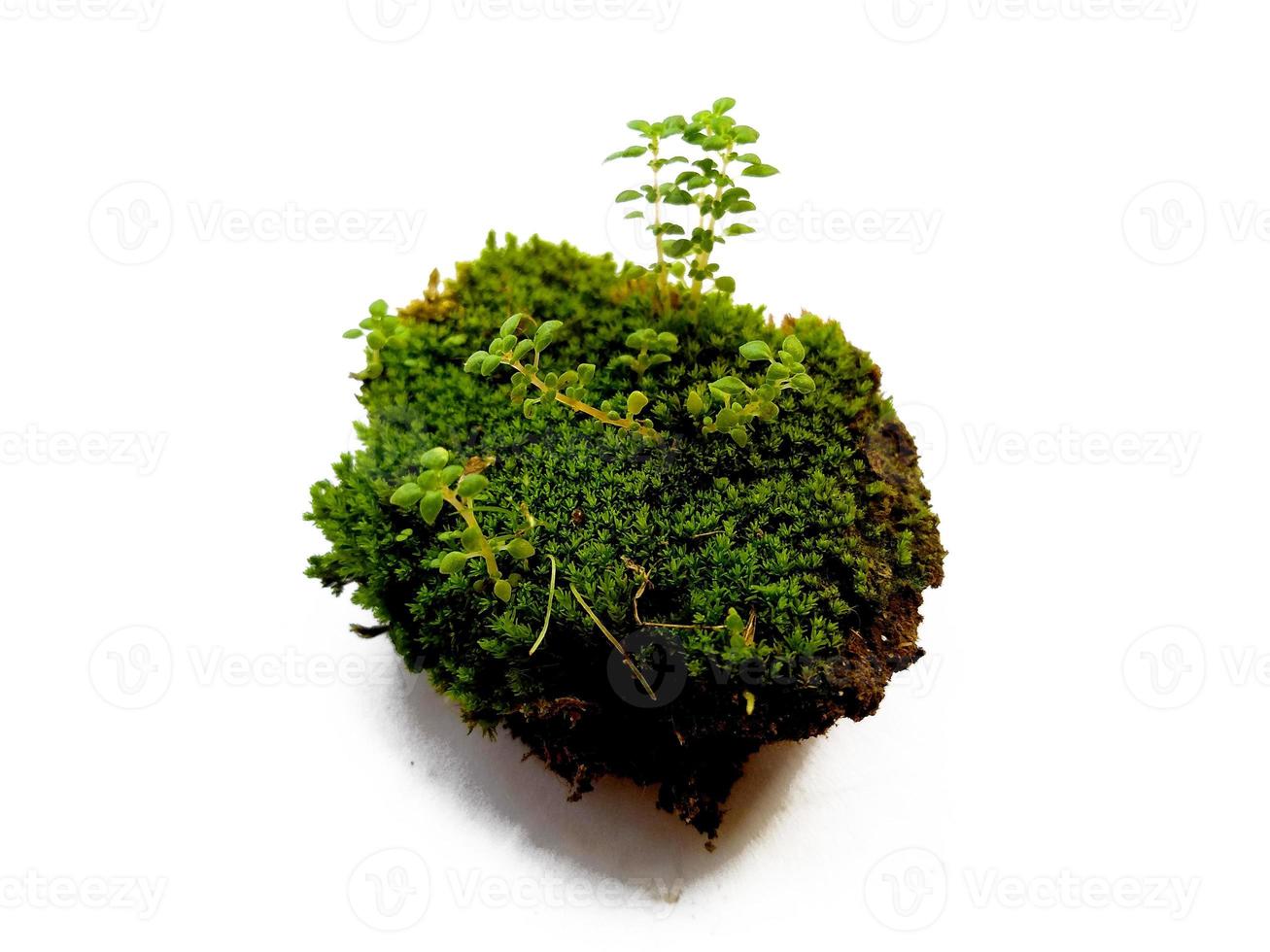 Moss texture background. Green moss isolated on white background photo