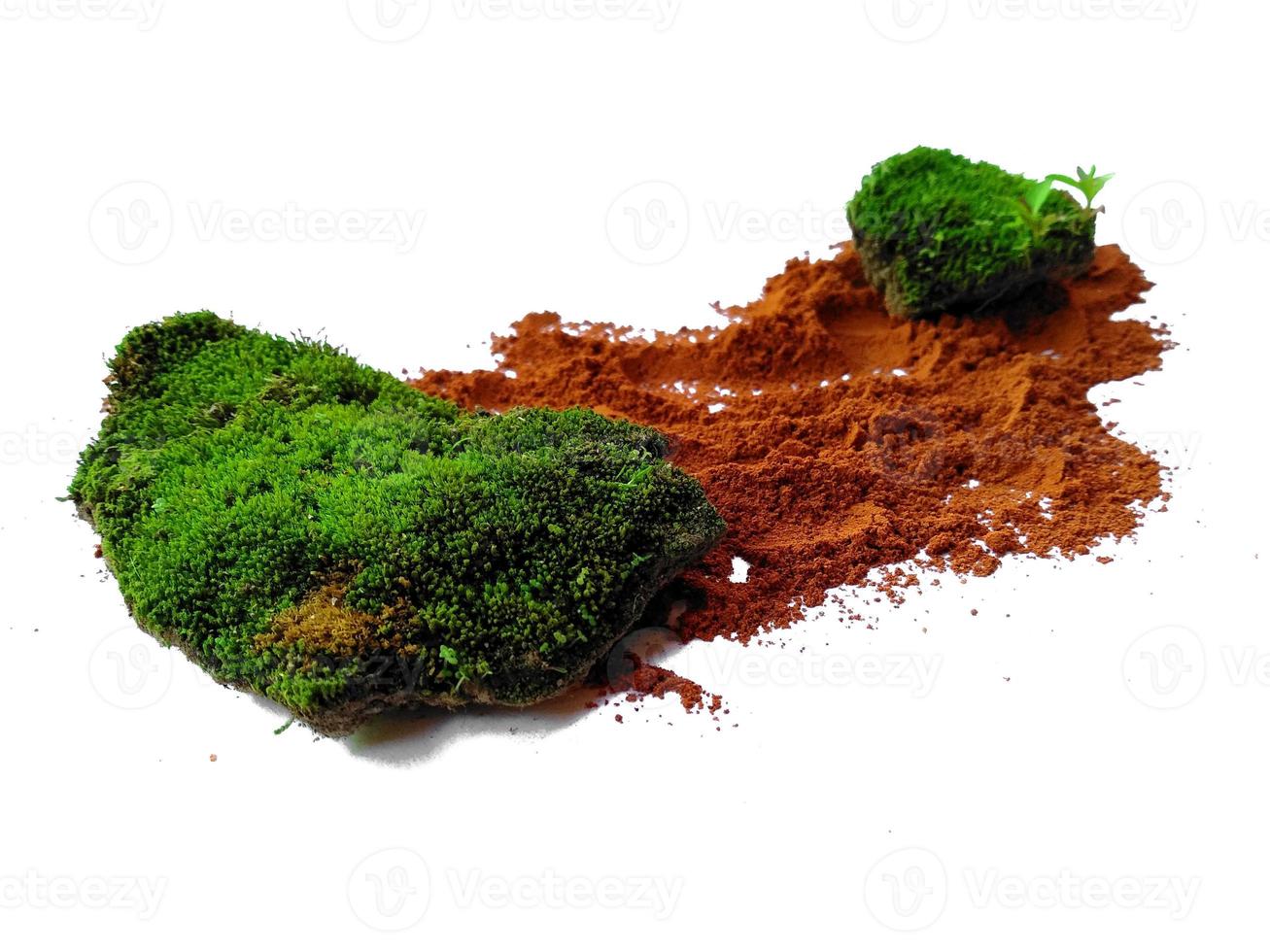 Moss texture background. Green moss isolated on white background photo