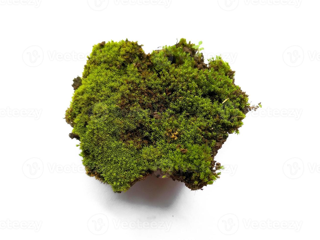 Moss texture background. Green moss isolated on white background photo