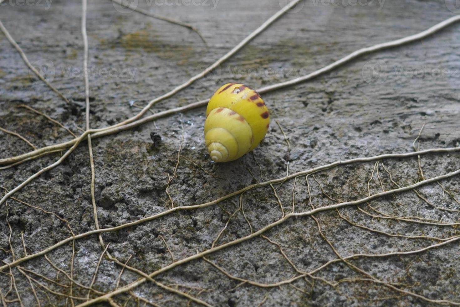 cute yellow snail perched on cement wall, a shelled gastropod terrestrial pulmonate gastropod molluscs photo