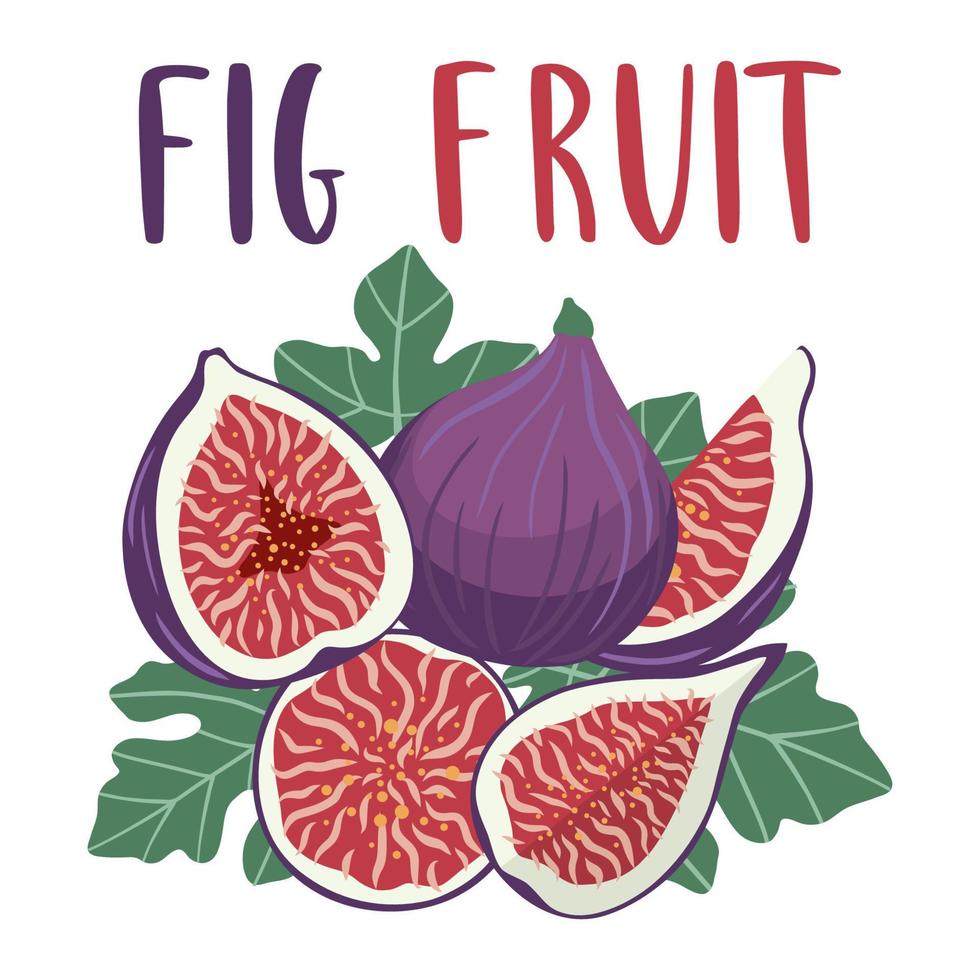 Bright set of colorful half, slice and whole of juicy fig fruit. vector