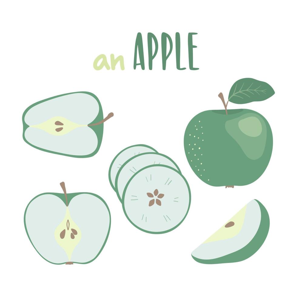 conjunto de ilustración dibujada a mano de manzana verde, aislado sobre fondo blanco. Manzana entera y en rodajas. ilustración vectorial para su diseño. vector