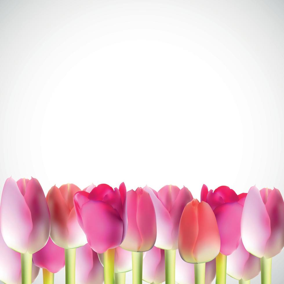Beautiful Pink Realistic Tulip Vector Illustration