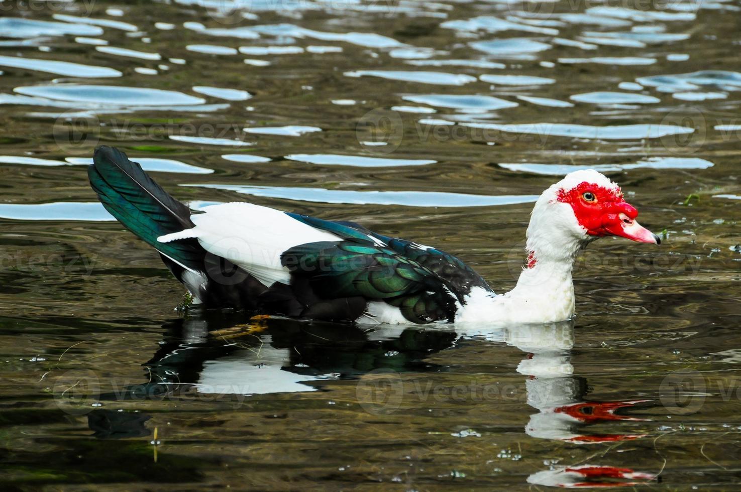 Muscovy Duck Swimming photo
