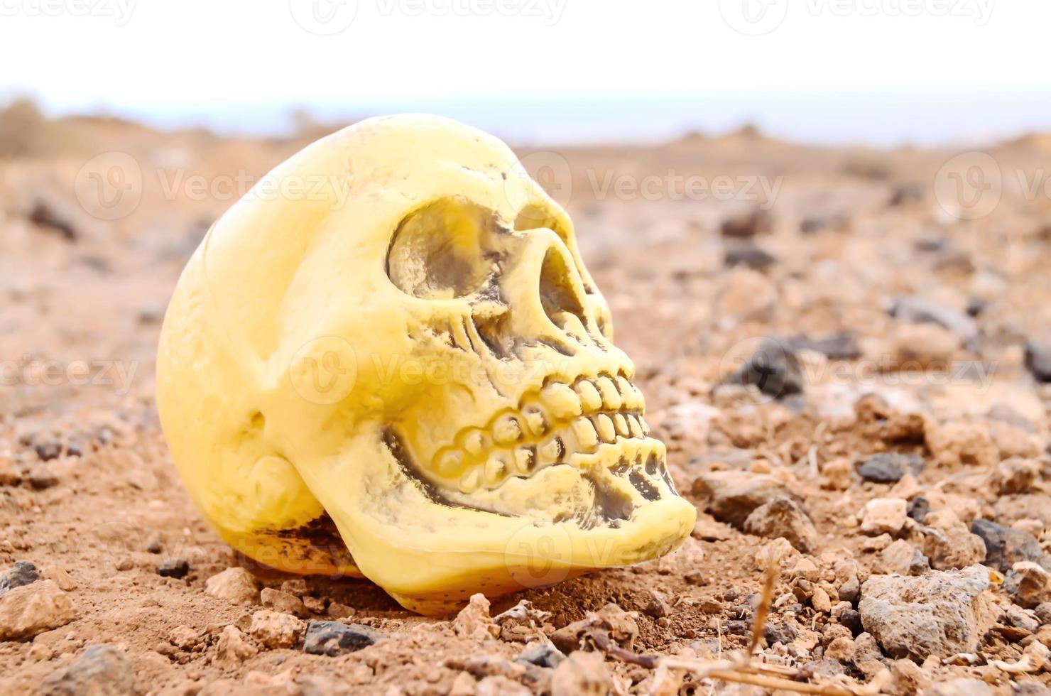 Abandoned Human Skull photo