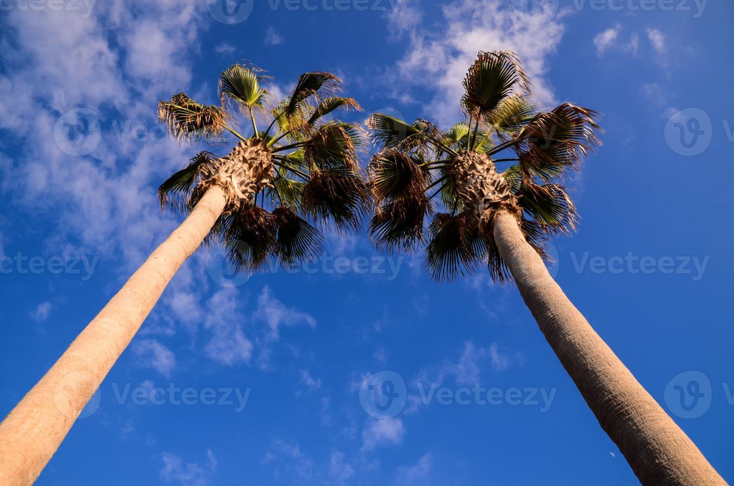 Green Palm Canarian Tree photo