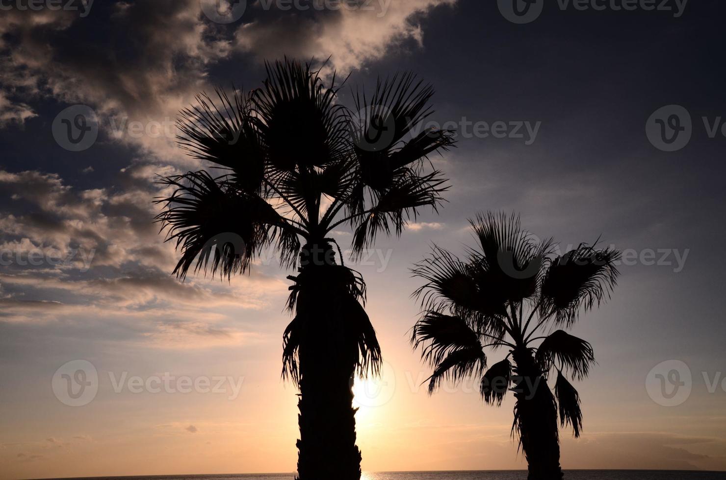 Palm Tree Silhouette photo