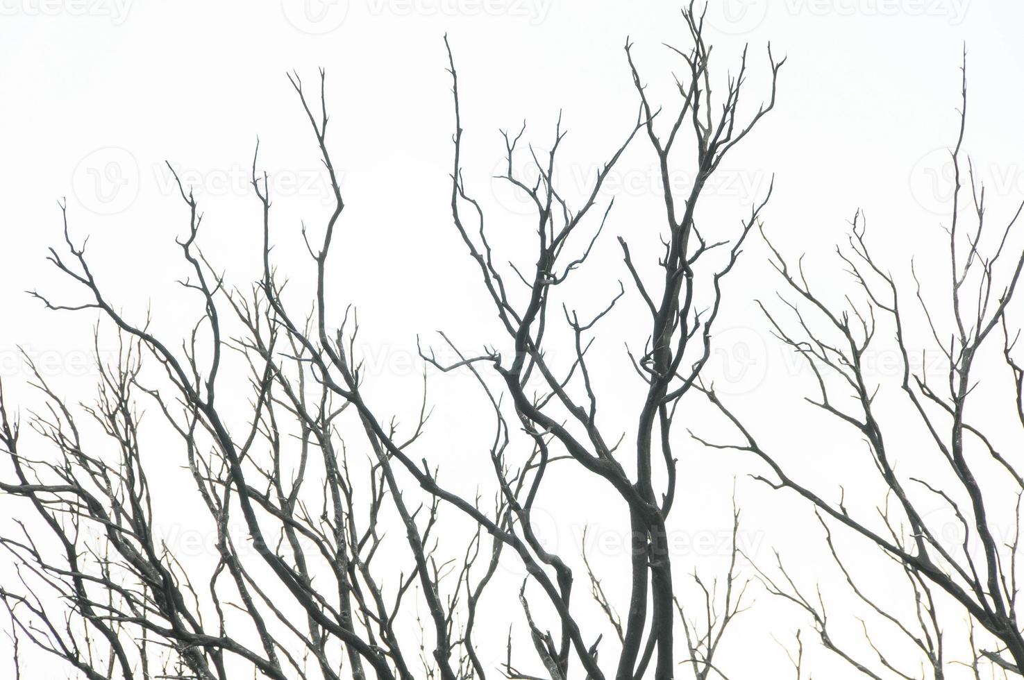 Effects of the Fire in a Forest photo
